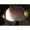 Chaetodontoplus Mesoleucus : 4 à 7 cm